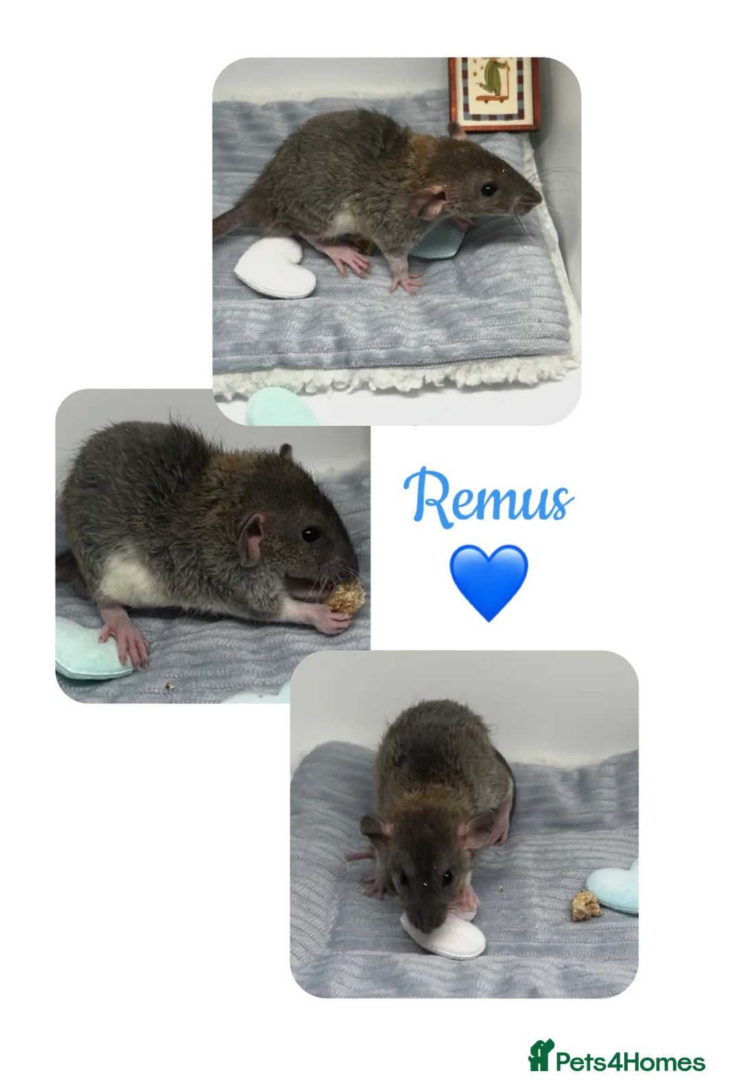Rat rodents for sale: Baby Dumbo Rats  - Advert 15
