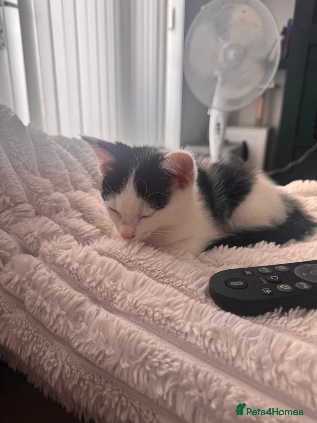 Domestic Shorthair cats for sale: Adorable black and white male ready to go  - Advert 5