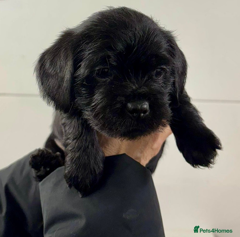 Mixed Breed dogs Shihtzu x mini wire daxi adorable  - Advert 2