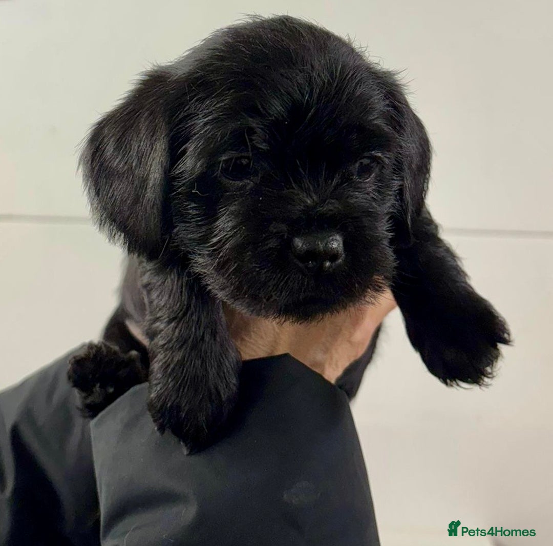 Mixed Breed dogs for sale: Shihtzu x mini wire daxi adorable  - Advert 1