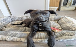 Mixed Breed dogs for sale: Lab staff 6 months old  - Advert 1