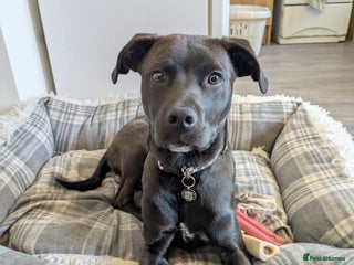 Mixed Breed dogs for sale: Lab staff 6 months old - Advert 1