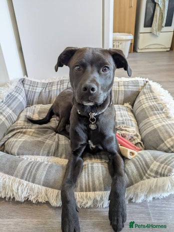 Mixed Breed dogs Lab staff 6 months old - Advert 1