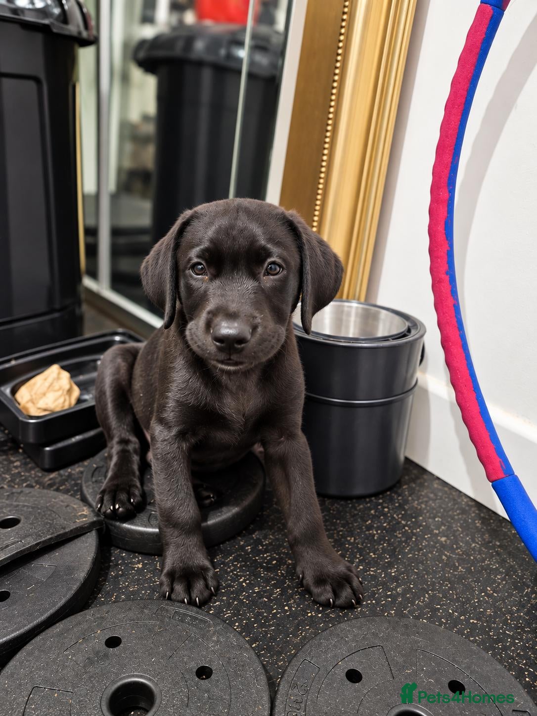 Labrador Retriever dogs KC Registered Labrador Puppies – Working Lines - Advert 2