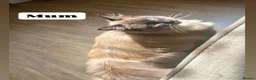 Ragdoll cats for sale: 3 Ragdoll cross boy kittens - Advert 2