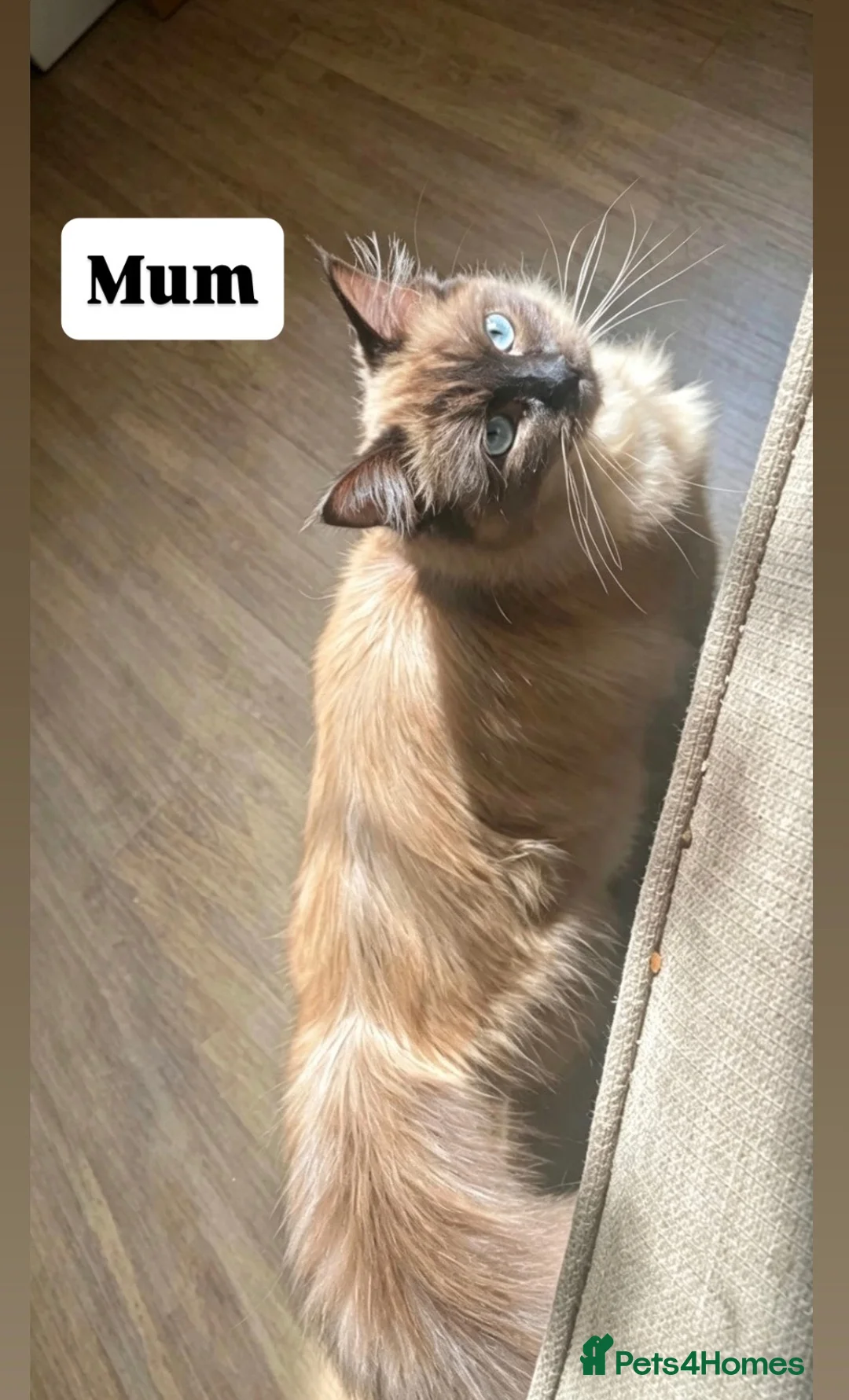 Ragdoll cats for sale: 3 Ragdoll cross boy kittens - Advert 2