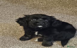 Mixed Breed dogs for sale: Cockapomapoo pup for sale - Advert 4