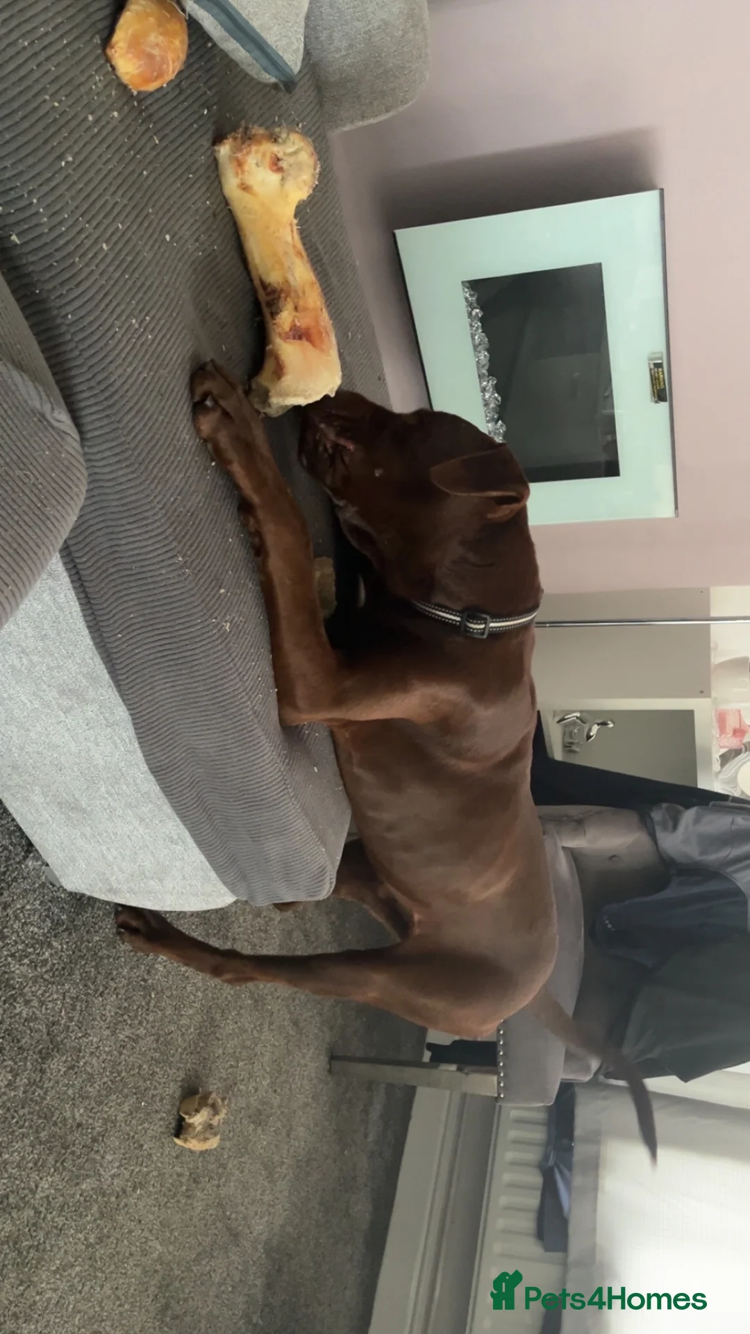 Mixed Breed dogs for sale: Presa x Doberman  - Advert 2