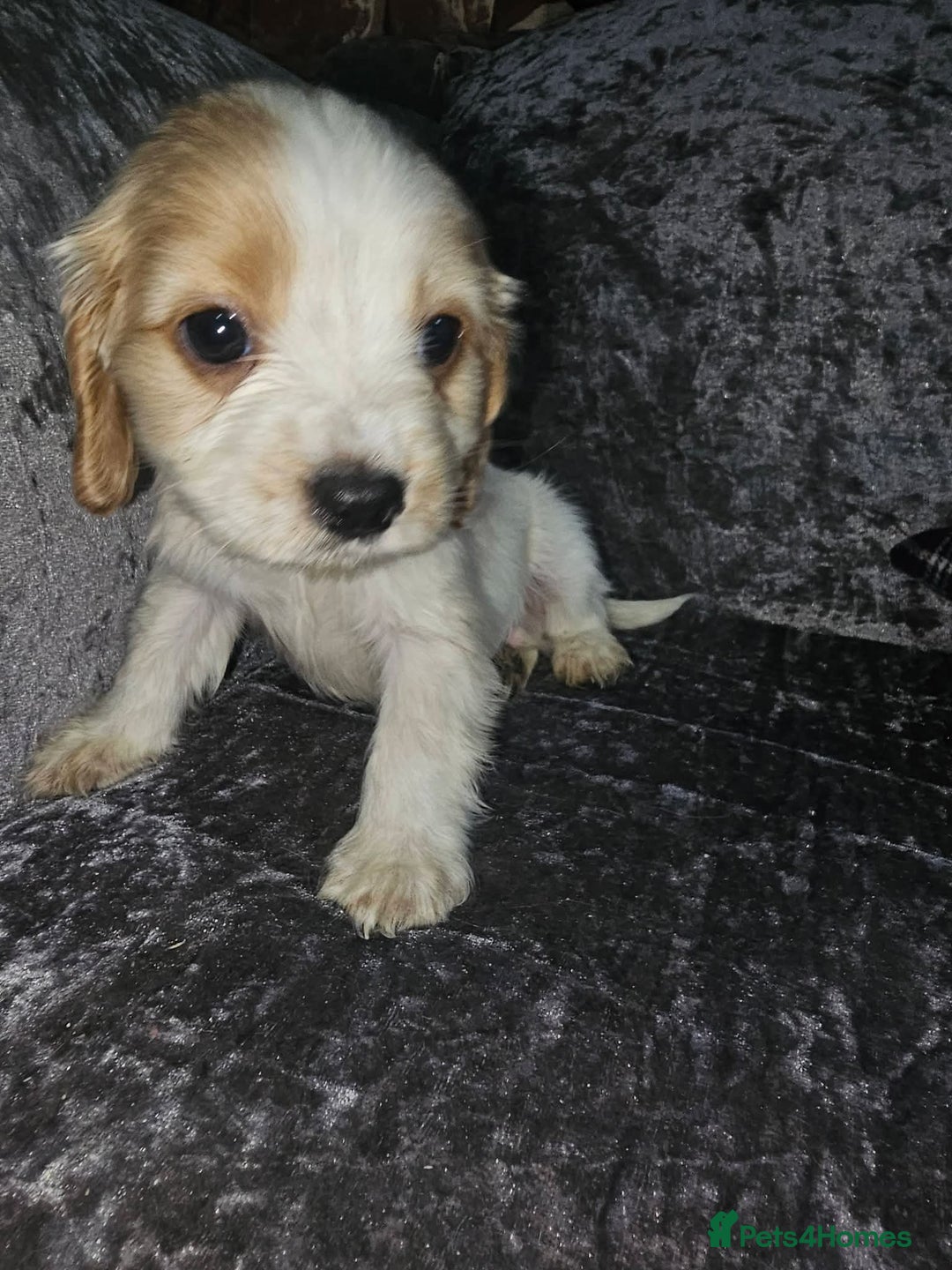 Mixed Breed dogs for sale: caverpoo cocker cross puppies 5 puppys - Advert 6