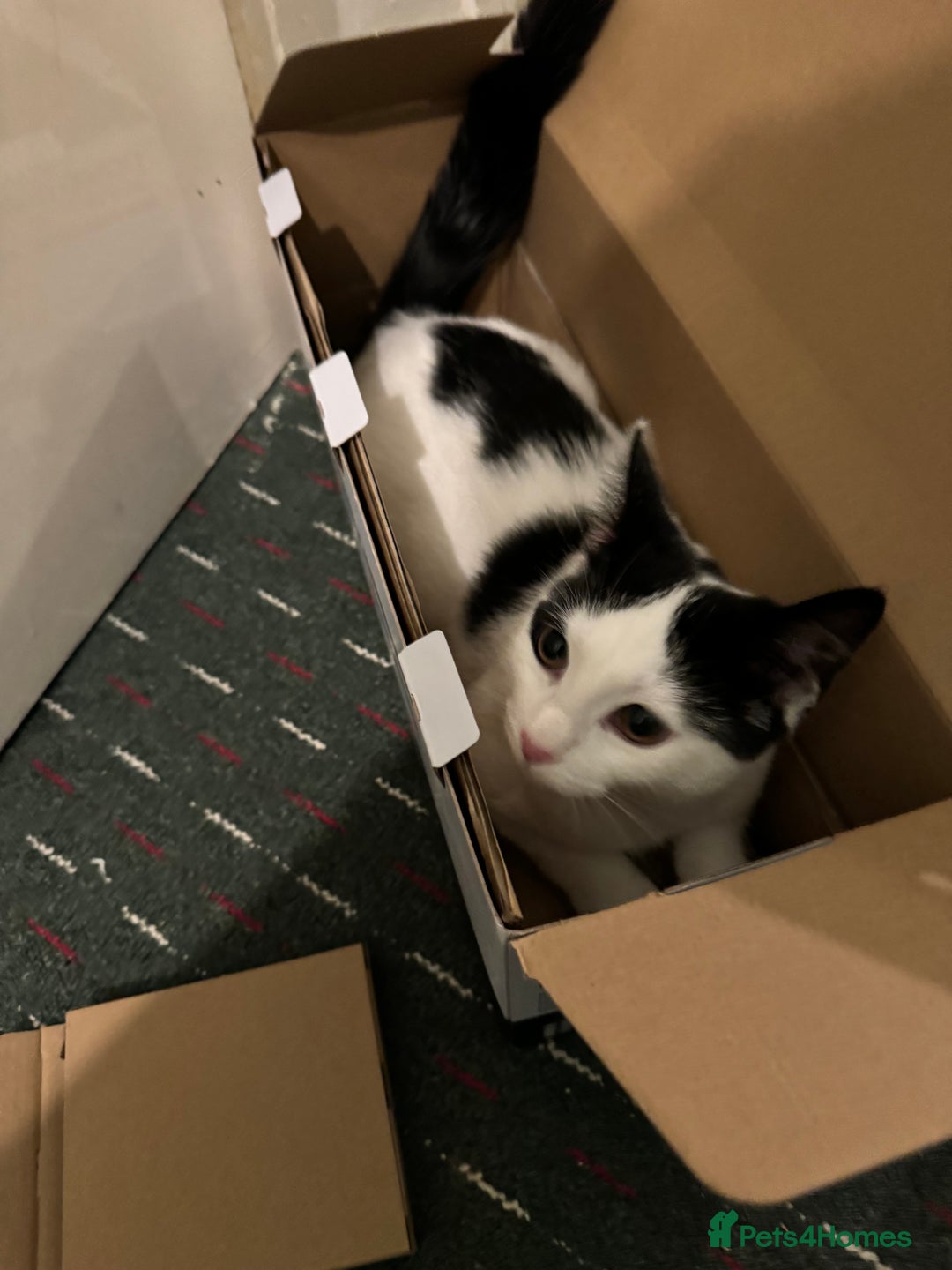 Mixed Breed cats for sale: My baby Luna - Advert 6