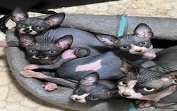 Sphynx cats for sale: 2 girls & 2 boys for sale  - Advert 1