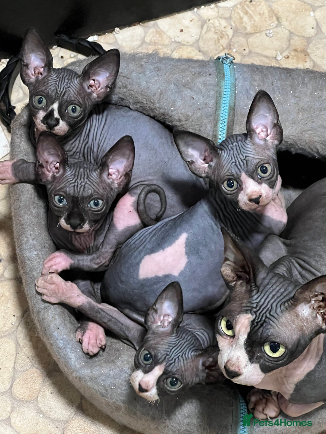 Sphynx cats for sale: 2 girls & 2 boys for sale  - Advert 1