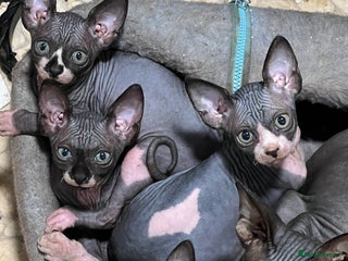 Sphynx cats 2 girls & 2 boys for sale - Advert 9