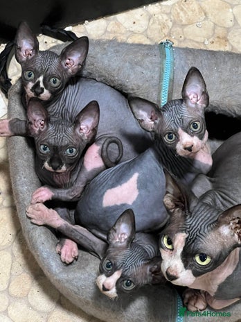 Sphynx cats 2 girls & 2 boys for sale - Advert 1