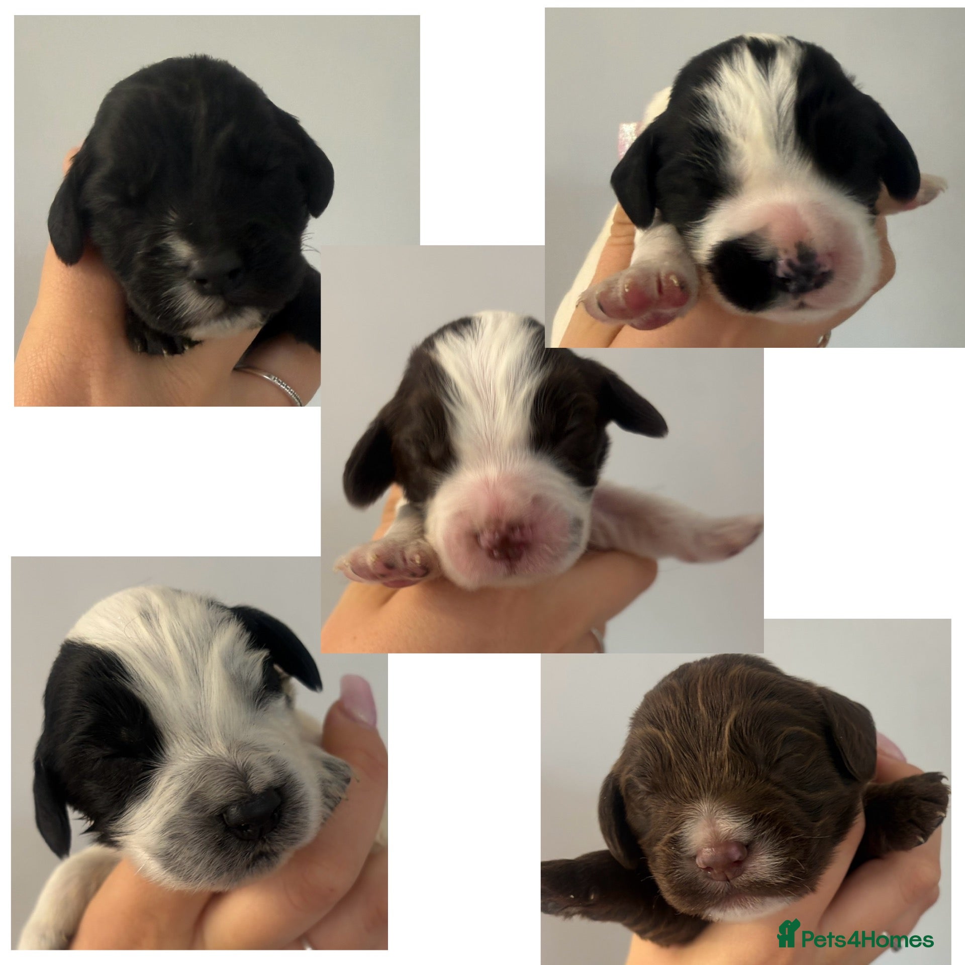 Cocker Spaniel dogs 5 cocker spaniel puppies  - Advert 5