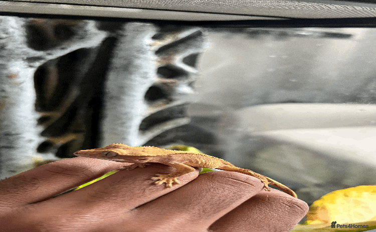 Gecko reptiles - Advert 1
