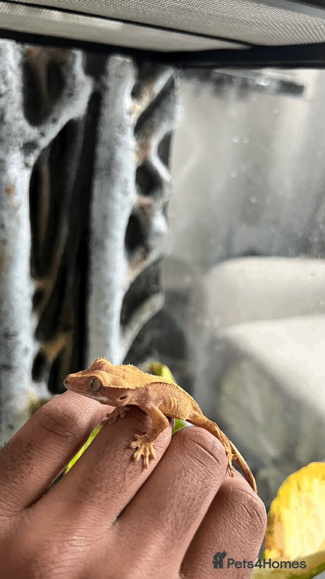Gecko reptiles for sale: Sunstone Gecko - Image 1