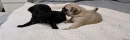 Pug dogs for sale: 2 Adorable pug puppies for sale  - Advert 20