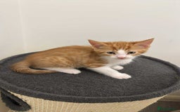 Domestic Shorthair cats for sale: Ginger male kitten  - Image 2