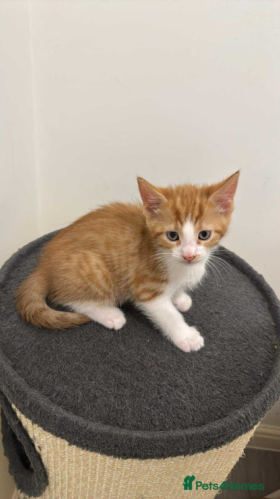 Domestic Shorthair cats for sale: Ginger male kitten  - Image 2