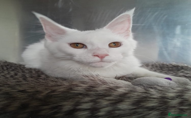 Maine Coon cats - Advert 2