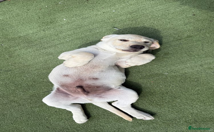 Labrador Retriever dogs - Advert 1