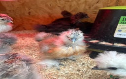 Chickens poultry for sale: Silkies - ducklings - Drakes - Advert 1