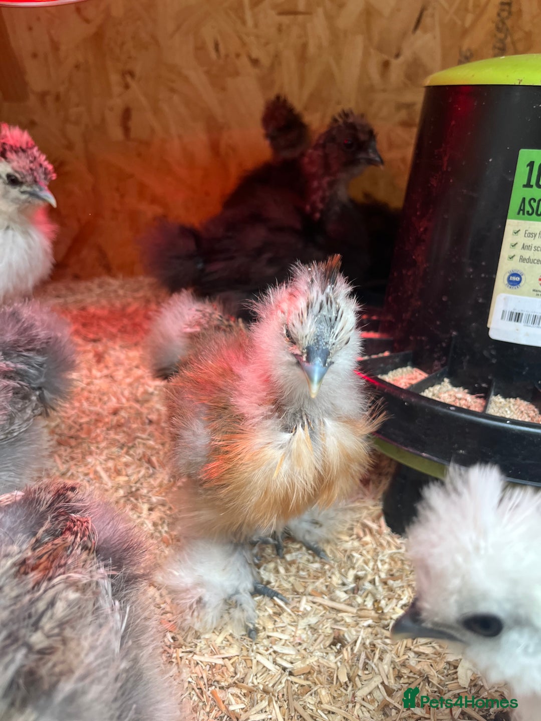 Chickens poultry for sale: Silkies - ducklings - Drakes - Advert 1