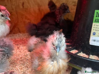 Chickens poultry Silkies - ducklings - Drakes - Advert 4