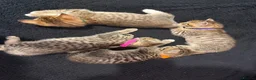 Bengal cats for sale: Bengal x tabby kittens  - Advert 9