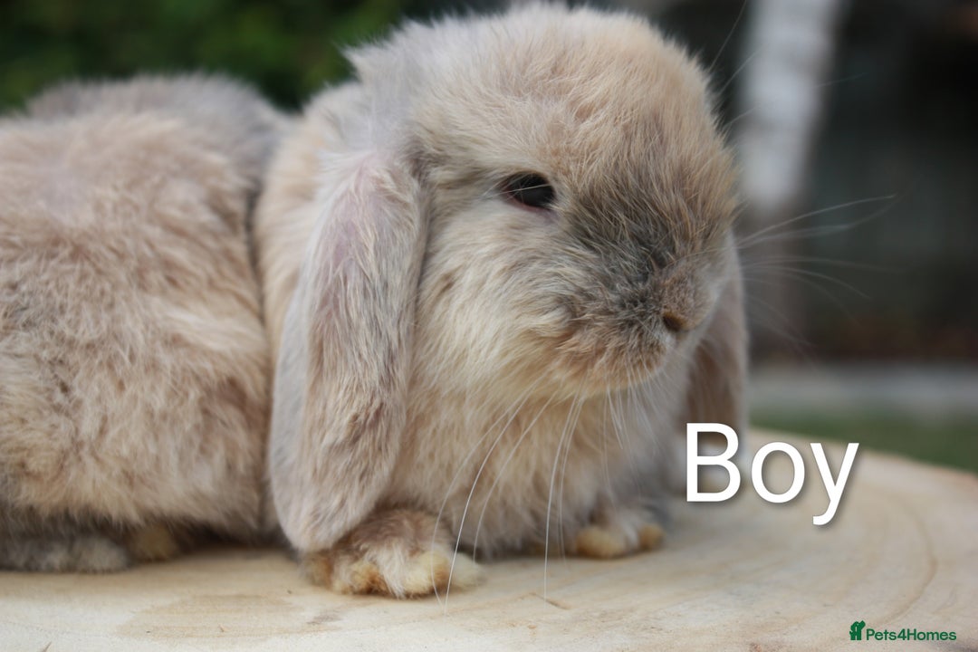 Mini Lop rabbits for sale: Pure bred mini lop baby rabbits ready now - Image 2
