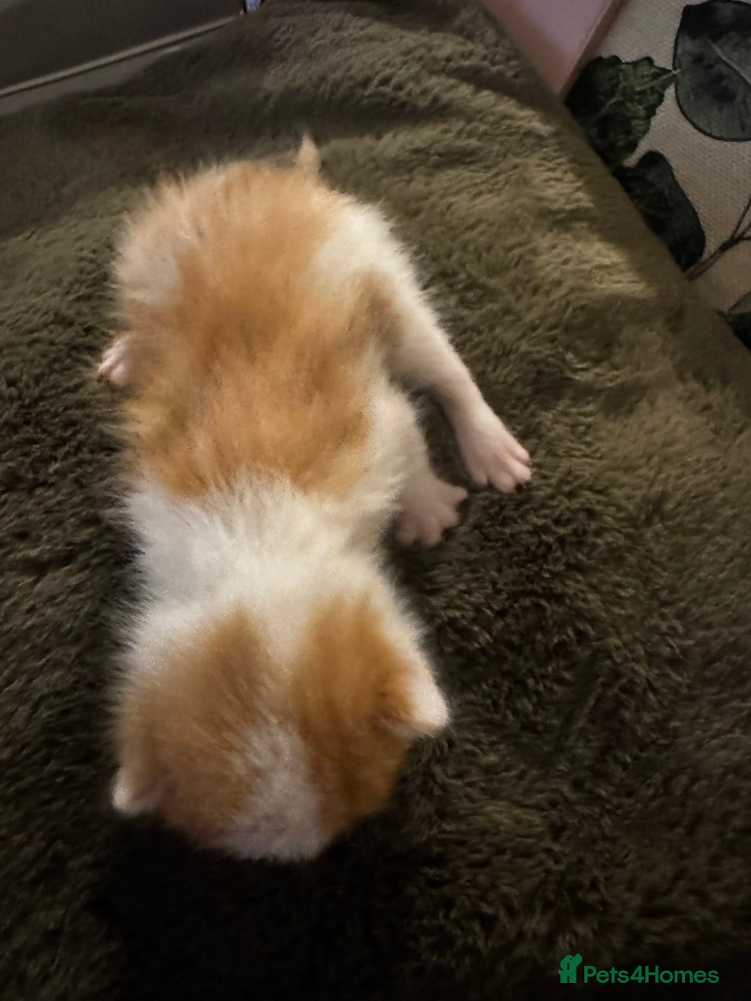 Mixed Breed cats for sale: 4 kittens - Advert 6