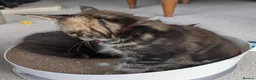 Maine Coon cats for sale: Chunky loveable Maine Coon Boy - Advert 14