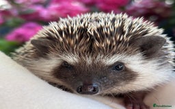 Pygmy Hedgehog rodents for sale: Pedigree African Pygmy Hedgehog 04.05.25 in Eastleigh - Image 14