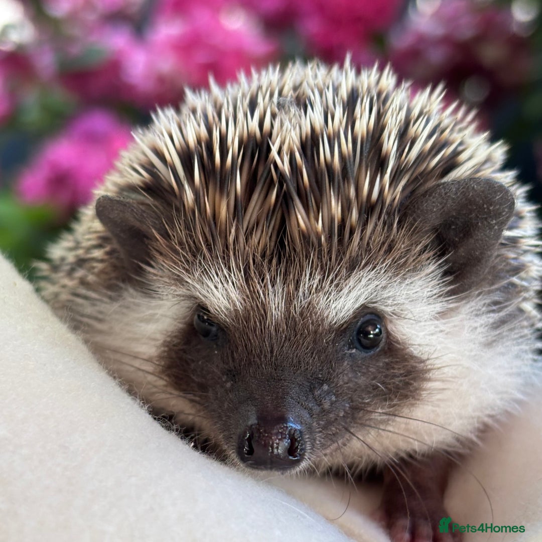 Pygmy Hedgehog rodents for sale: Pedigree African Pygmy Hedgehog 04.05.25 in Eastleigh - Image 14