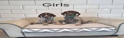 German Shorthaired Pointer dogs for sale: 🤎🤍 KC reg German Shorthaired Pointers 🤍🤎 - Advert 3