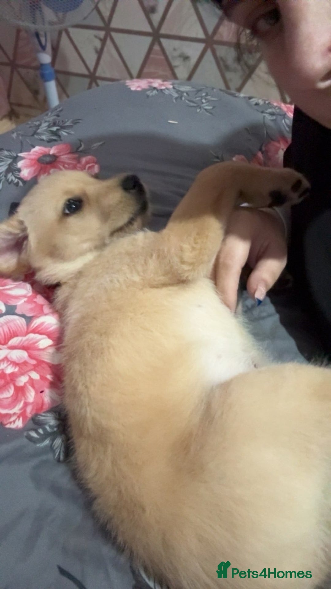 Labrador Retriever dogs for sale: White lab male - Advert 18