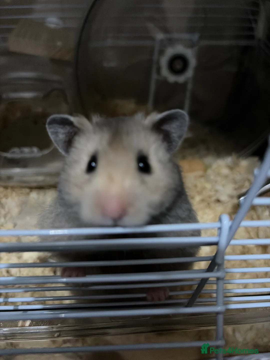 Hamster rodents for sale: Syrian Hamster For Sale in Dudley - Advert 2