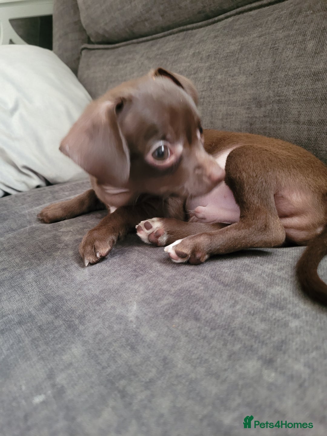 Chihuahua dogs for sale: Ready now - Advert 17