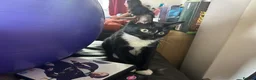Mixed Breed cats for sale: Black and White Cat for Sale - Advert 22