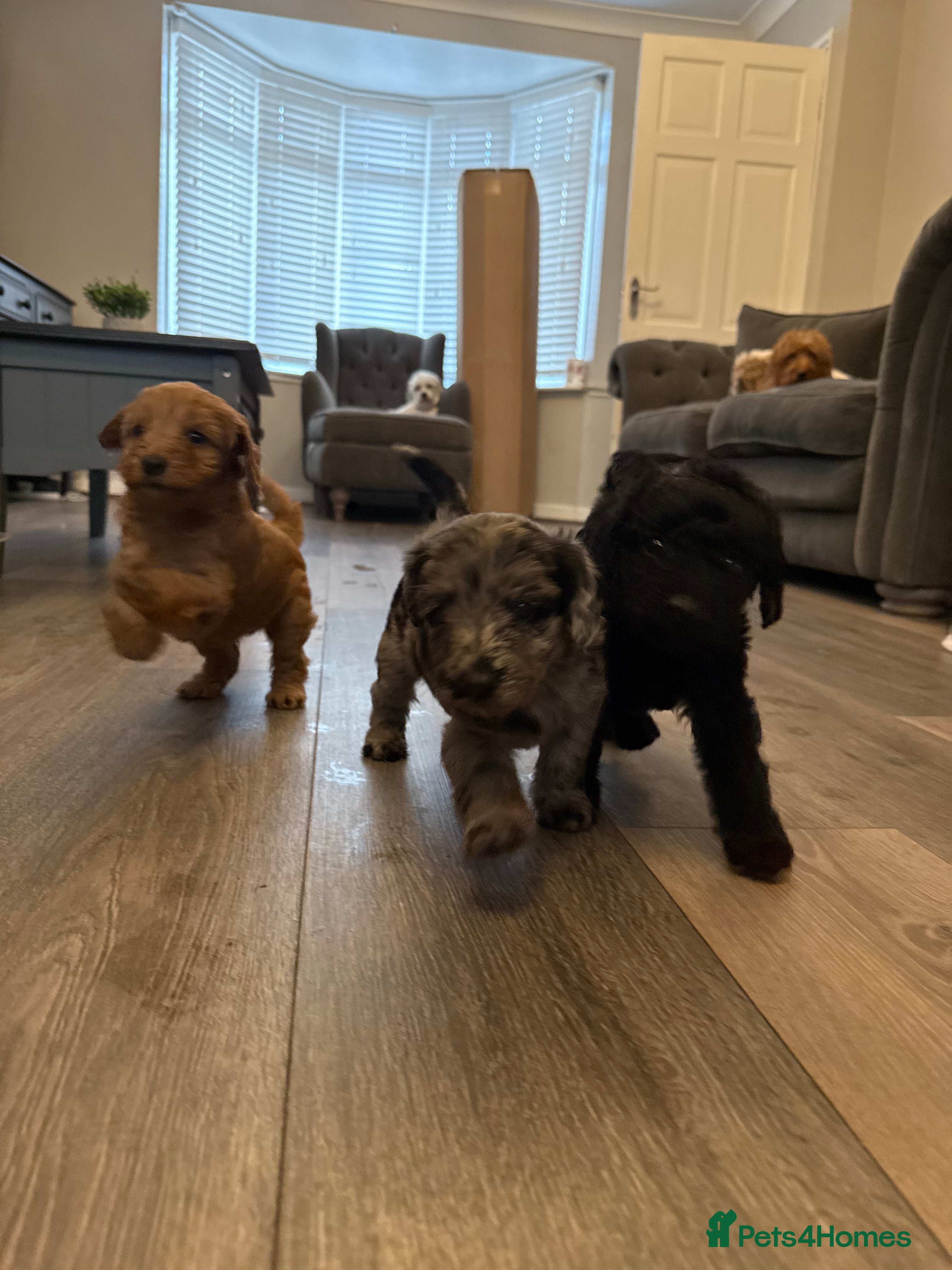 Labradoodle dogs Miniature labradoodle puppies  - Advert 2