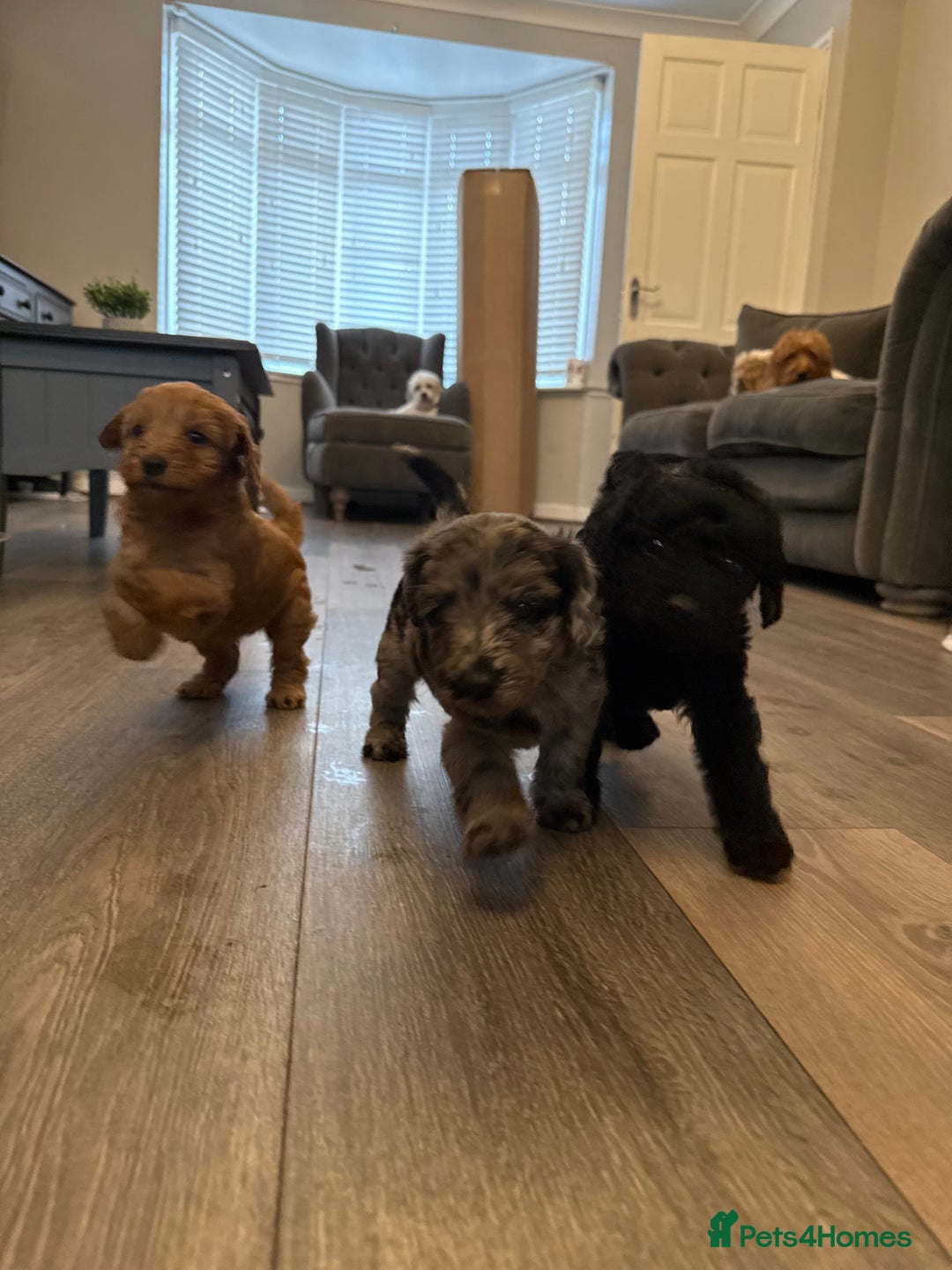 Labradoodle dogs for sale: Miniature labradoodle puppies  - Image 1