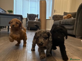 Labradoodle dogs - Advert 15