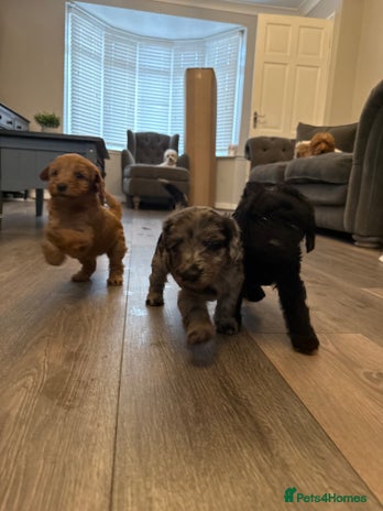 Labradoodle dogs - Advert 15