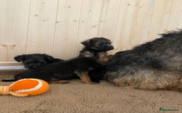 Border Terrier dogs for sale: Border terrier pups  - Image 3