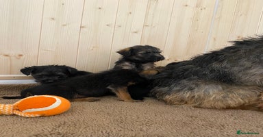 Border Terrier dogs - Advert 4