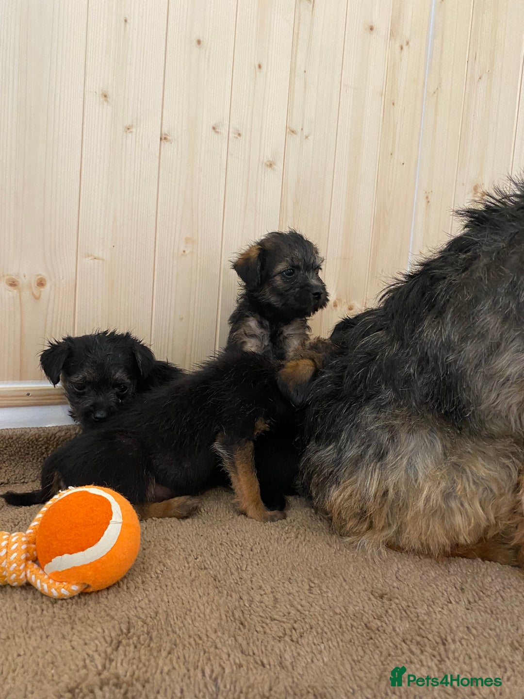 Border Terrier dogs for sale: Border terrier pups  - Image 3