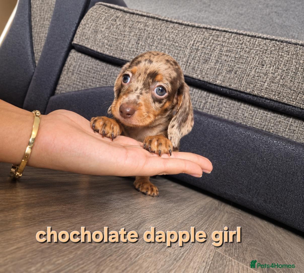 Miniature Dachshund dogs Stunning very tiny Beautiful dachshund babys ❤️❤️ - Advert 14