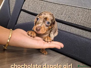 Miniature Dachshund dogs Stunning very tiny Beautiful dachshund babys ❤️❤️ - Advert 14