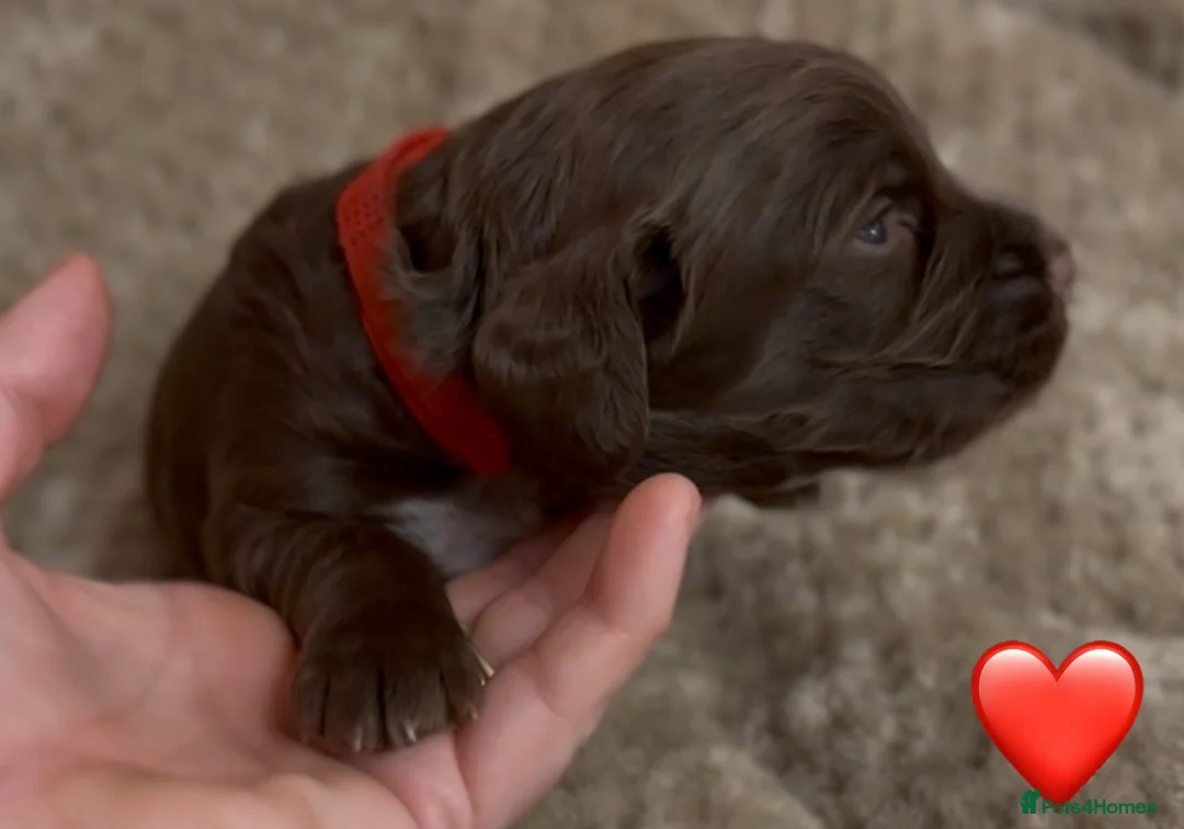 Cocker Spaniel dogs for sale: Stunning cocker spaniel pups - Advert 6